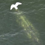 Whale-watching on Burrard Bridge