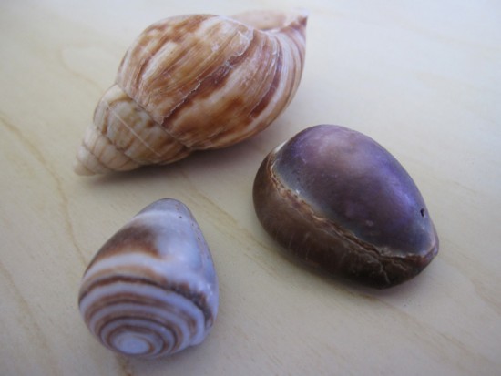 Maui shells