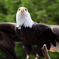 Bald eagle at Vancouver Aquarium