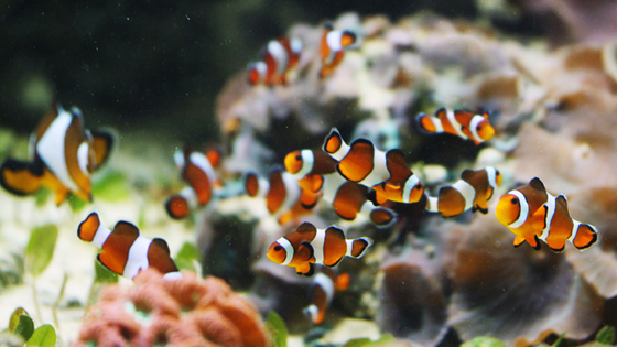clown anemone fish