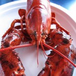 Cruising for Lobsters in Shediac Bay