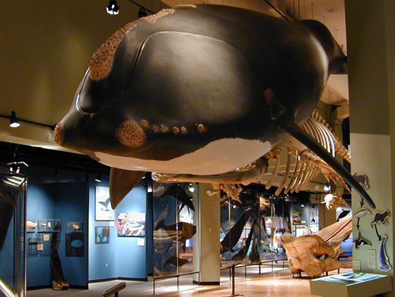 Hall of Great Whales