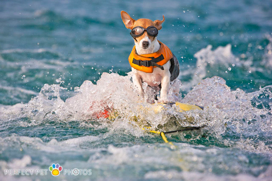 water skiing dog