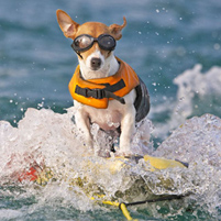 waterskiing dog