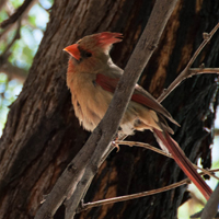 Colourful bird in the tree near pool, Loews Ventana Canyon