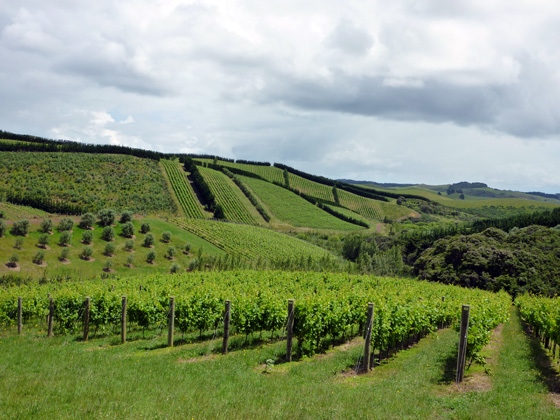 New Zealand Vineyards