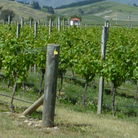 NZ vineyard