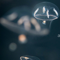 Jellyfish at Luminescence