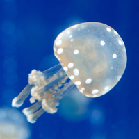 Vancouver Aquarium jellyfish