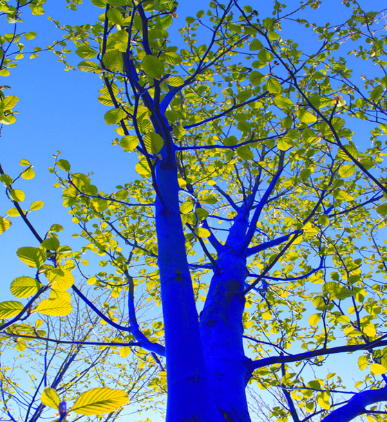 Blue Trees installation at Biennale