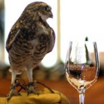 Burrowing Owl Estate Winery Ensures Bright Future for Endangered Wildlife