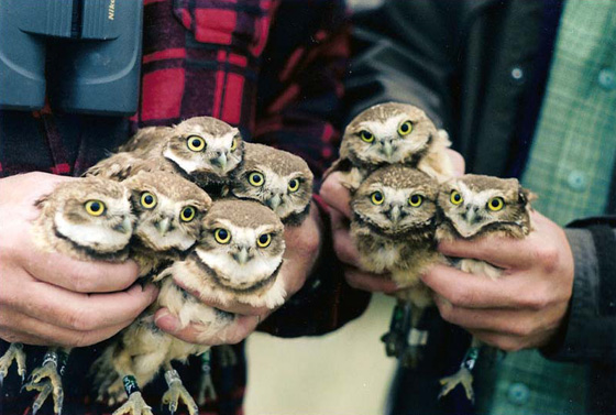 Burrowing Owl chicks; photo by Dawn Brodie