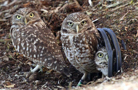 Burrowing Owl family; photo by Mike Mackintosh
