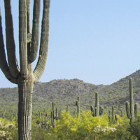 Sonoran cacti