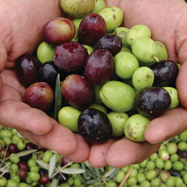 Olives at Queen Creek Olive Mill; photo Visit Mesa