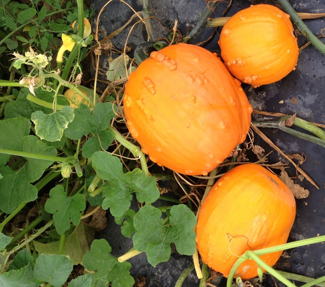 Knucklehead pumpkins, BC