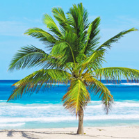 Punta Cana palm tree