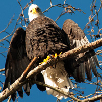 Bald eagle, Squamish, BC