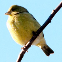Lesser Goldfinch Abbotsford, BC