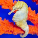 Ocean Rider Offers Visitors a One-of-a-Kind Seahorse Encounter