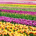 Inaugural Abbotsford Tulip Festival Happens March 25 to May 1