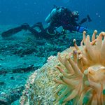 Learn Underwater Photography, Scuba Techniques at Vanaqua’s Divers’ Weekend