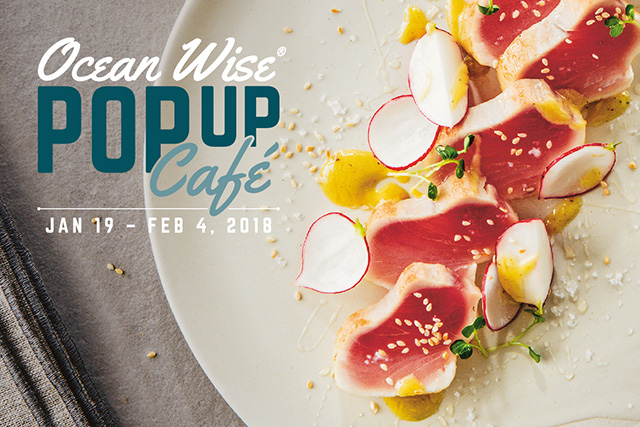 OceanWise Pop-up Cafe, Vancouver