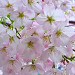 Richmond Cherry Blossom Festival