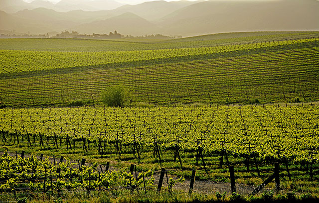 SLO vineyard, California