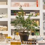 goop MRKT Toronto Arrives on June 7
