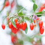Goji Berry U-Pick Now Available at Taves Family Farms