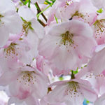 Vancouver Cherry Blossom Fest: Cancellations/Postponements