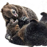 Visit Grouse Mountain Grizzlies Grinder and Coola Virtually