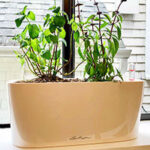 The Self-Watering Lechuza Delta is Perfect for Small Spaces