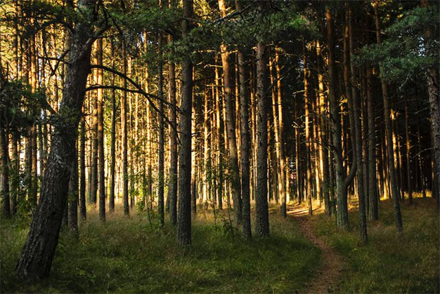 7 Ways to Enjoy Lithuania's Forests | Vancouverscape
