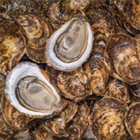 Cascumpec Bay Oysters