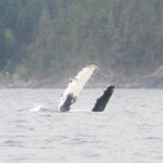 On an Adventure with Campbell River Whale Watching