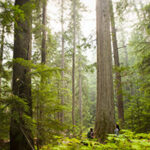 Our Top 3 Spots to Try Forest Bathing in Vancouver