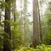 Forest bathing, Vancouver