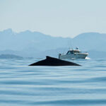 On a Whale-Watching Zodiac Tour with Subtidal Adventures