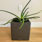 The Self-Watering Lechuza Cube Planter