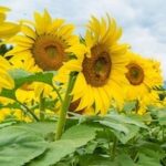 Pemberton Sunflower Maze Opens on August 4