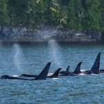 Ocean Wise to integrate underwater microphones to protect BC whales