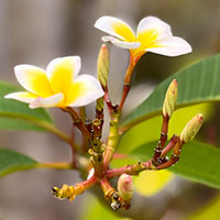 InterContinental Fiji Golf Resort & Spa