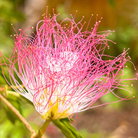 Flora, Fauna, and Reefs of Malolo