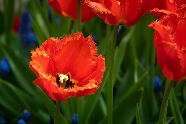 Holland America Line tulips