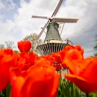 Holland America Line tulips