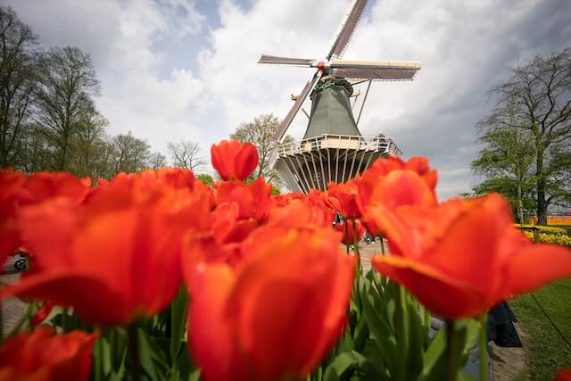 Holland America Line tulips